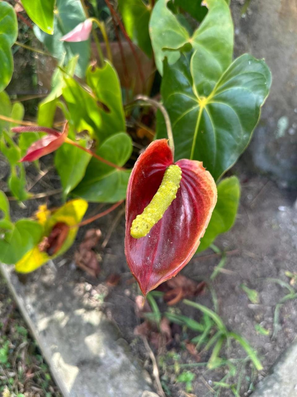 Filandia - Finca Rural La Guadalupana Otel Dış mekan fotoğraf